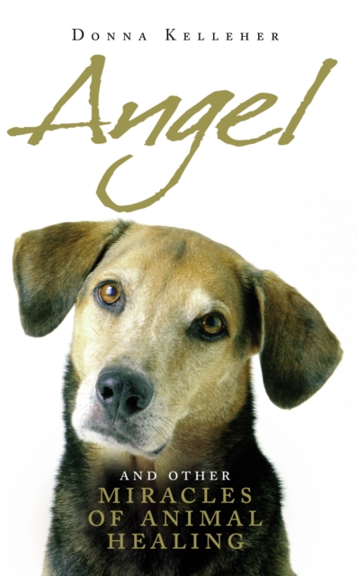 Angel : And Other Miracle of Holistic Animal Healing, Paperback / softback Book