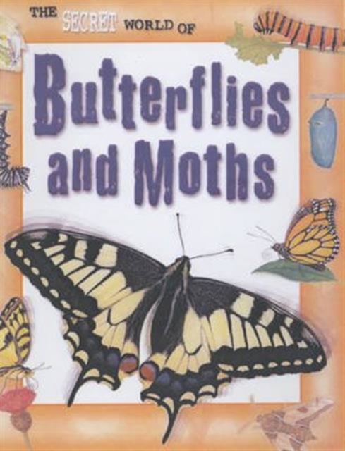 The Secret World Of: Butterflies Paperback, Paperback Book