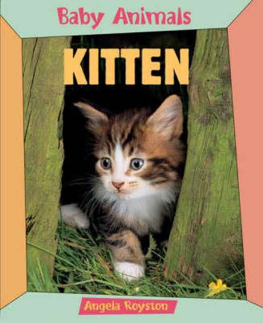 BABY ANIMALS KITTEN, Paperback / softback Book