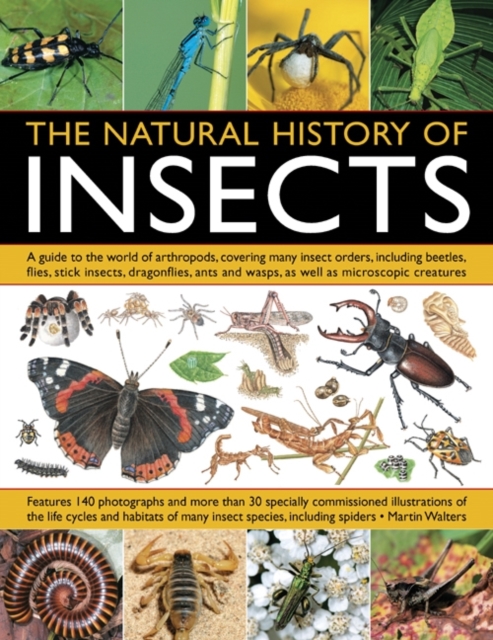 Natural History of Insects, Paperback / softback Book