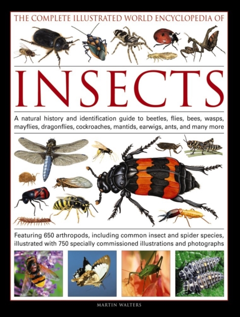 Complete Illustrated World Encyclopedia of Insects, Hardback Book