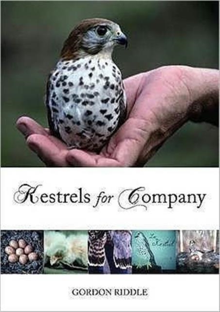 Kestrels for Company, Paperback / softback Book