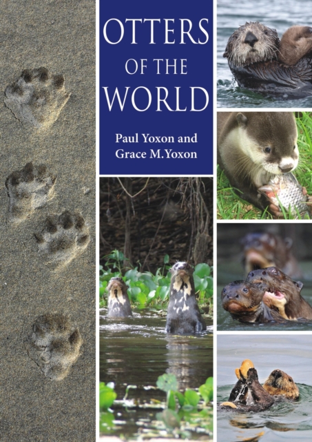 Otters of the World, Paperback / softback Book