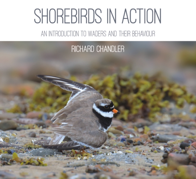 Shorebirds in Action : An Introduction to Waders and Their Behaviour, Paperback / softback Book