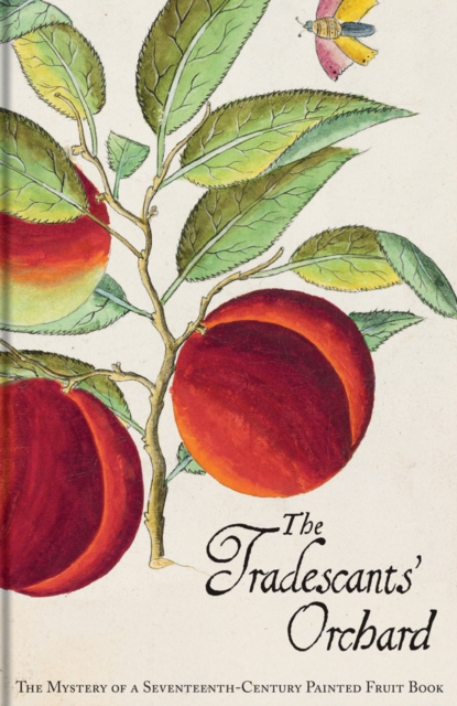 The Tradescants' Orchard : The Mystery of a Seventeenth-Century Painted Fruit Book, Hardback Book