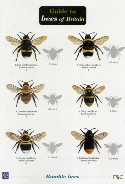 Bees of Britain, Miscellaneous print Book