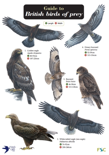 Guide to British Birds of Prey, Fold-out book or chart Book