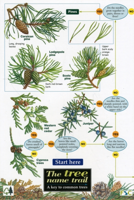 Tree Name Trail : A Key to Common Trees, Sheet map, folded Book