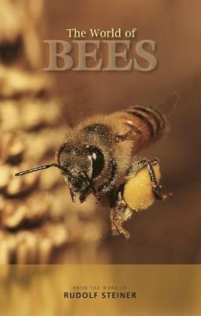 The World of Bees, Paperback / softback Book