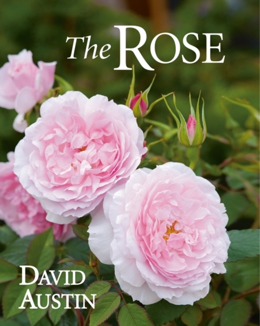 Rose, Hardback Book
