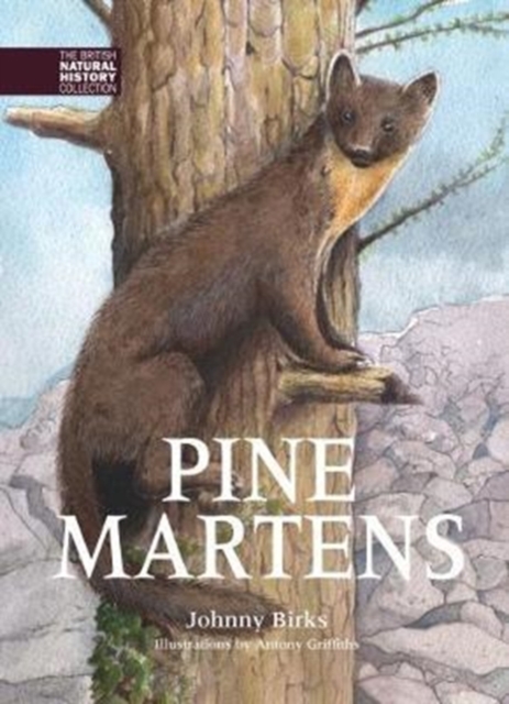 Pine Martens, Hardback Book
