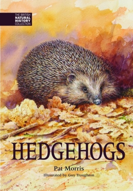 Hedgehogs, Hardback Book