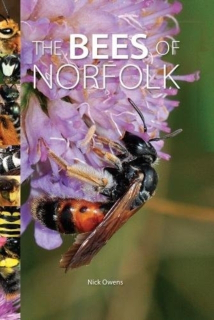 The Bees of Norfolk, Hardback Book