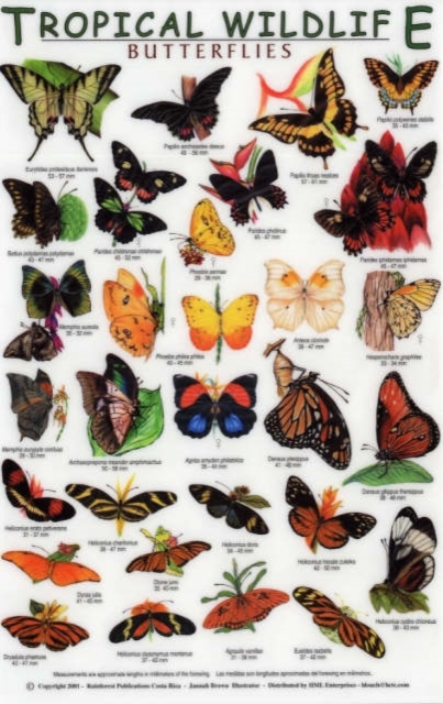 Butterflies, Loose-leaf Book