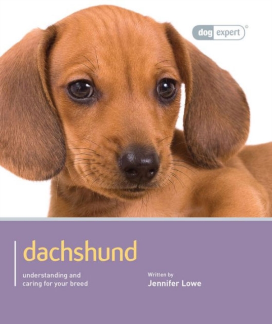 Dachshund - Dog Expert, Paperback / softback Book