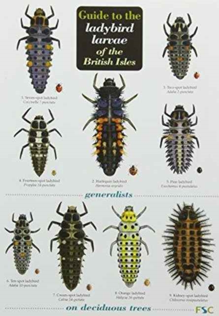 Guide to the Ladybird Larvae of the British Isles, Fold-out book or chart Book