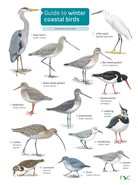 Guide to winter coastal birds, Paperback / softback Book