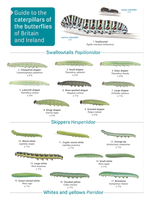 Guide to caterpillars of the butterflies of Britain and Ireland, Paperback / softback Book