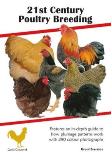 21st Century Poultry, Paperback / softback Book
