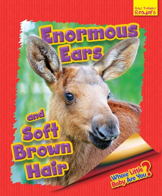 Whose Little Baby Are You? Enormous Ears and Soft Brown Hair, Paperback / softback Book