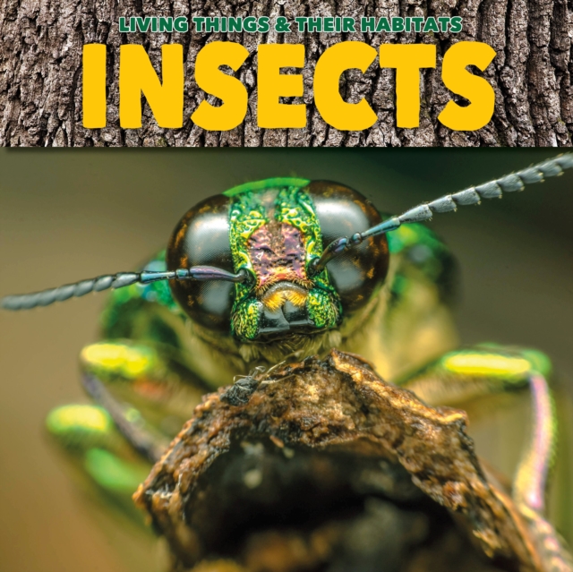 Insects, Paperback / softback Book
