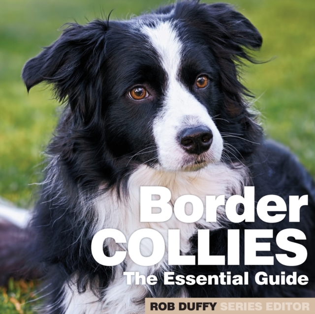 Border Collies : The Essential Guide, Paperback / softback Book