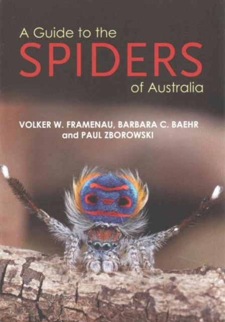 A Guide to the Spiders of Australia, Paperback / softback Book