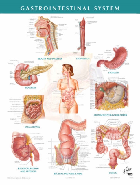 Gastrointestinal System, Poster Book
