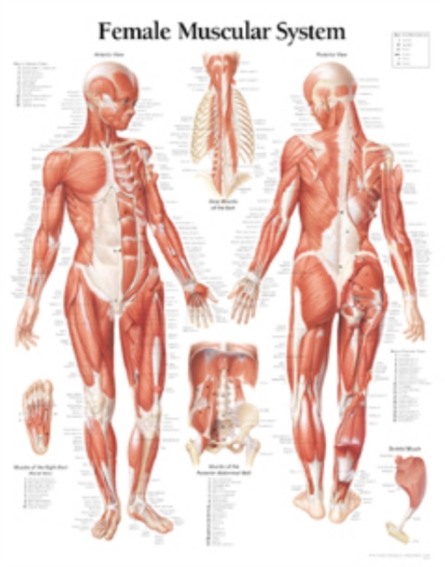 Muscular System with Female Figure Paper Poster, Poster Book