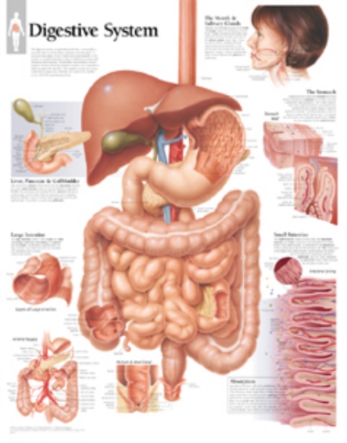 Digestive System Laminated Poster, Poster Book