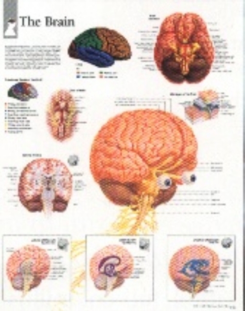 Brain Laminated Poster, Poster Book
