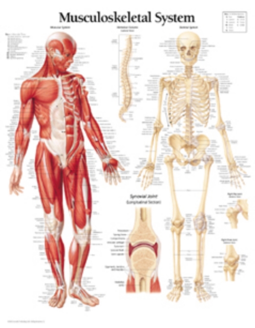 Musculoskeletal System Paper Poster, Poster Book