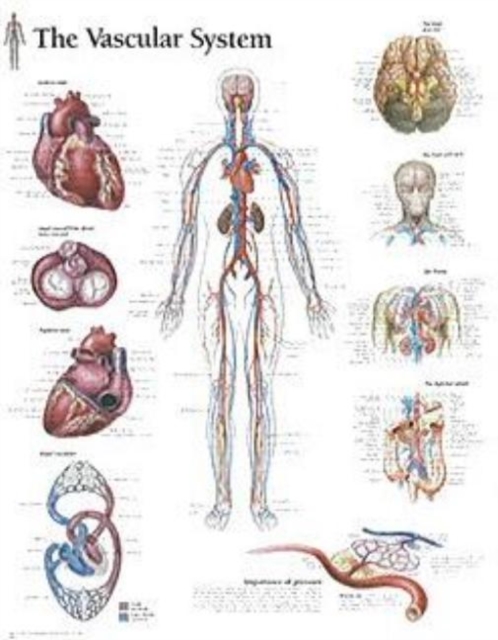 Vascular System Paper Poster, Poster Book