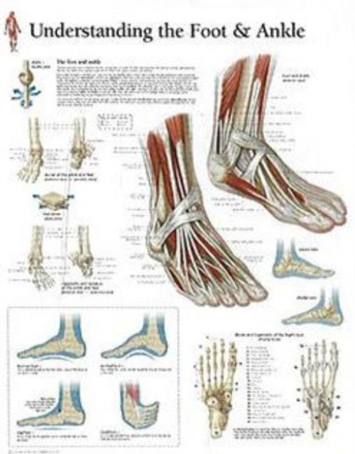 Understanding the Foot & Ankle Paper Poster, Poster Book