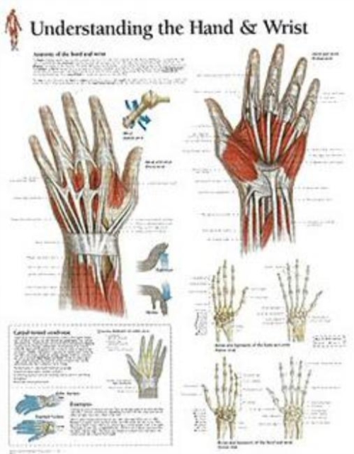 Understanding the Hand & Wrist Paper Poster, Poster Book