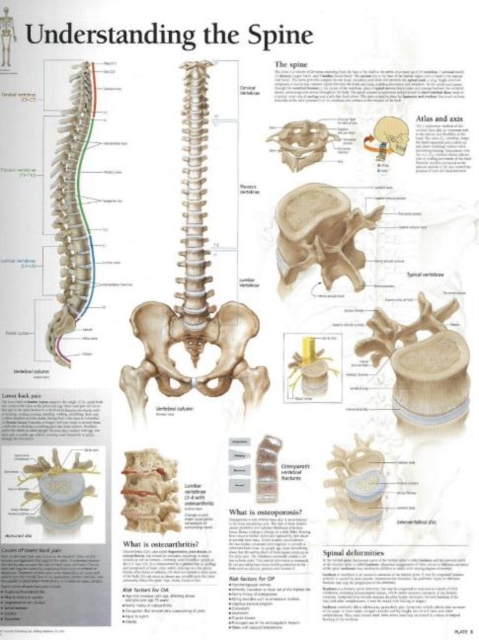 Understanding the Spine Paper Poster, Poster Book