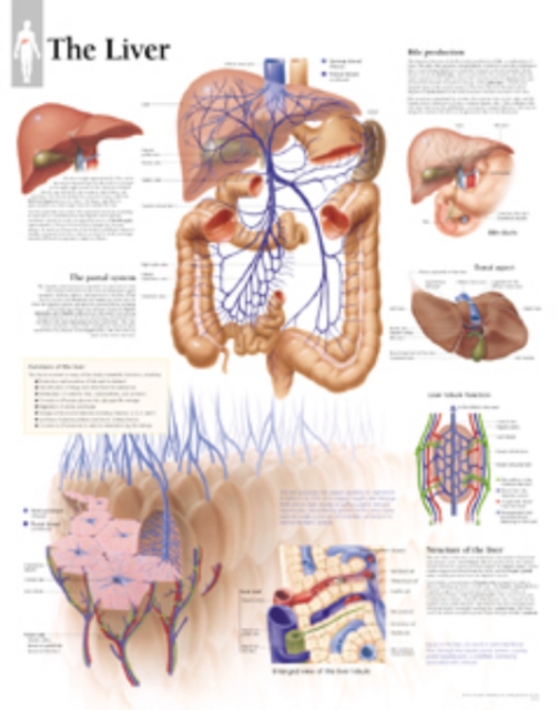 Liver Paper Poster, Poster Book