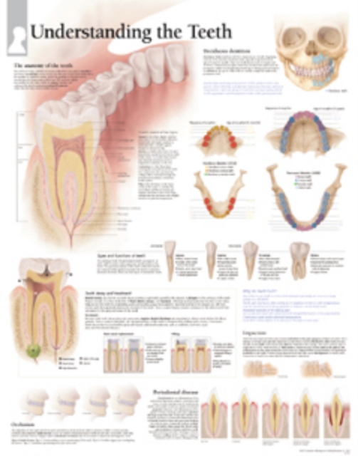 Understanding the Teeth Paper Poster, Poster Book