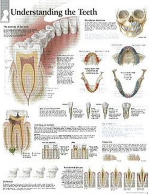 Understanding the Teeth Laminated Poster, Poster Book