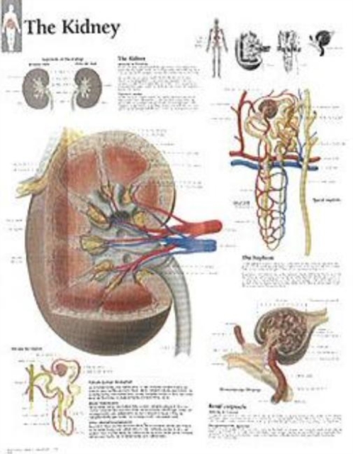 Kidney Laminated Poster, Poster Book