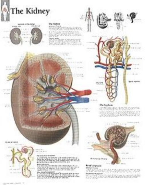 Kidney Paper Poster, Poster Book
