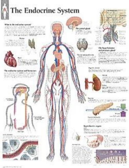 Endocrine System Paper Poster, Poster Book