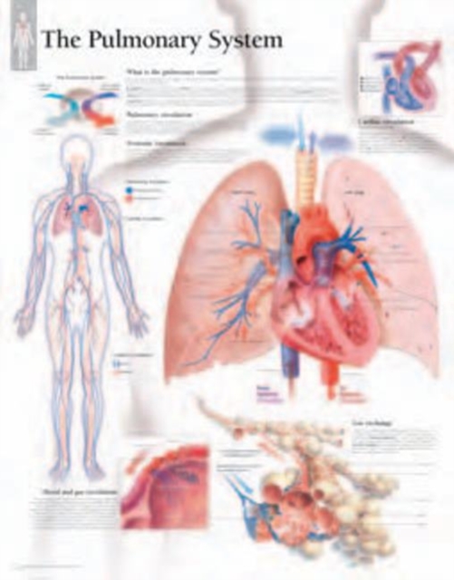 Pulmonary System Paper Poster, Poster Book