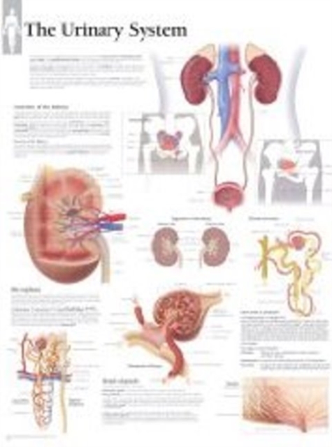 Urinary System Paper Poster, Poster Book