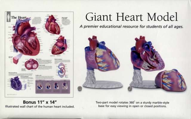 Healthy Heart : Giant Anatomical Model, Other merchandise Book