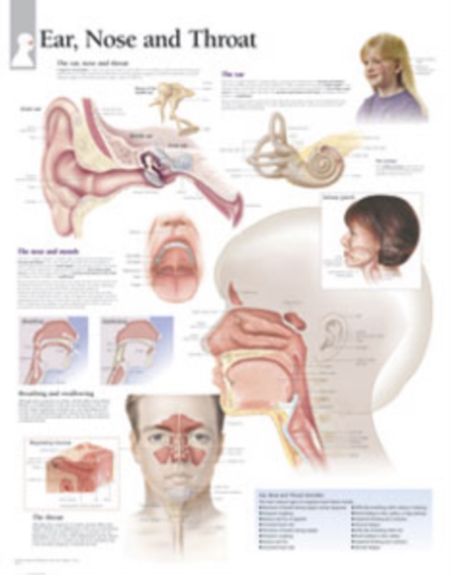 Ear, Nose & Throat Laminated Poster, Poster Book