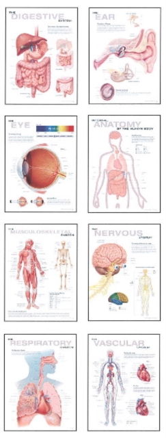 Human Anatomy Chart Pack, Paperback / softback Book