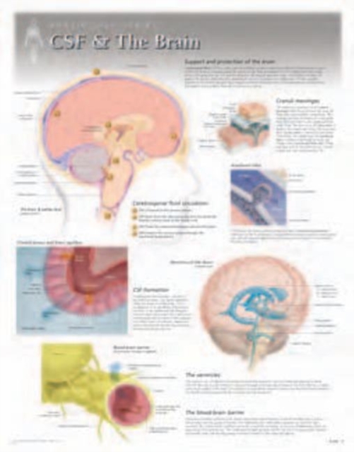 CSF & the Brain Laminated Poster, Wallchart Book
