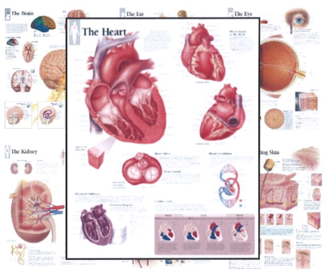 Body Organ Wall Chart Set, Wallchart Book