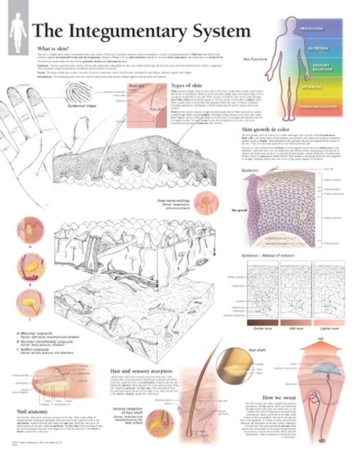 Integumentary System Laminated Poster, Poster Book